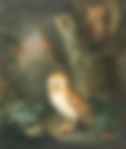 Forest scene with a barn owl, tawny owl, chaffinches and a toad (preview)