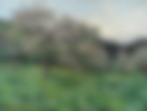 Blossoming Apple Trees in Evening Light (preview)