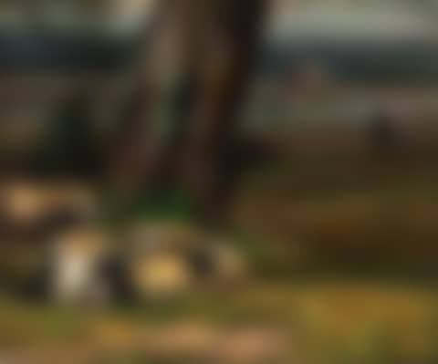 Landscape on the river Elbe with sheep (preview)