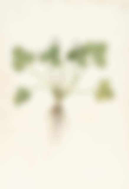 2 sheets: Kidneywort - Sea milkwort (preview)