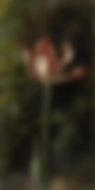 Tulip in full bloom (preview)