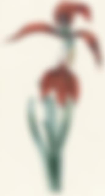 Red lily (preview)