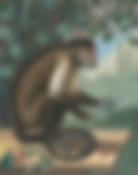 A monkey with an enema syringe and cherries (preview)