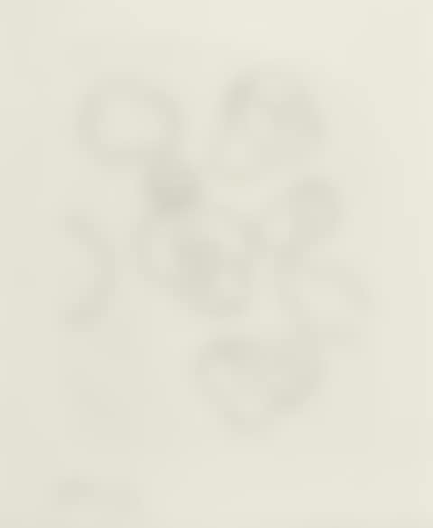 Coquilles (preview)