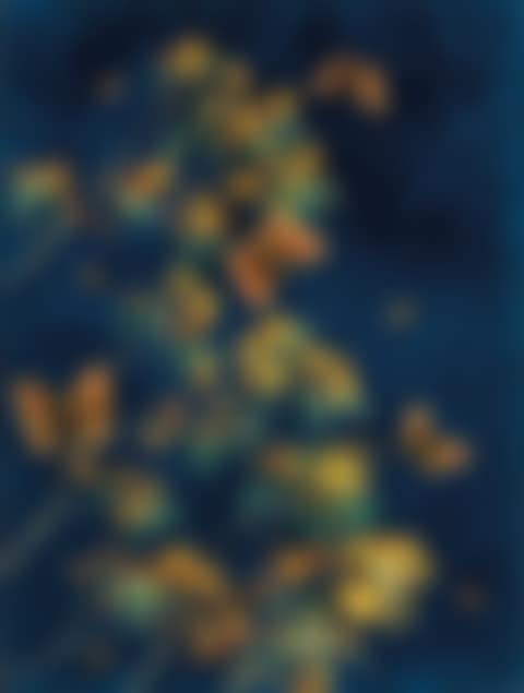 Butterflies and Wattle (preview)