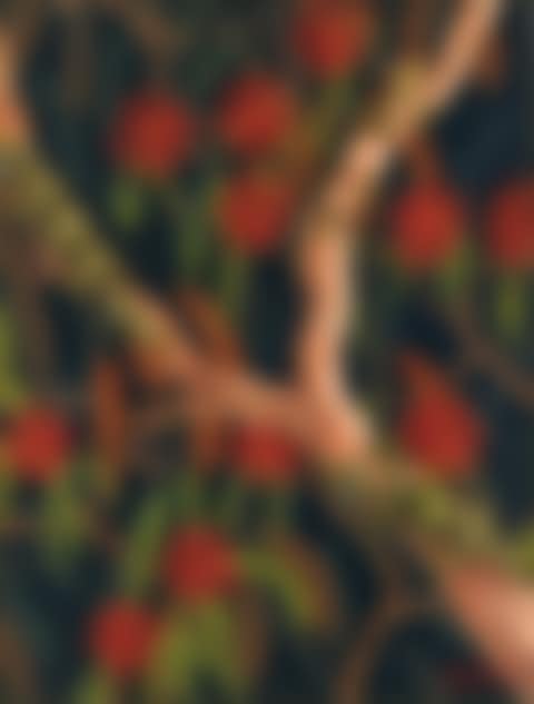 Ngalkanydji and Flowers (preview)