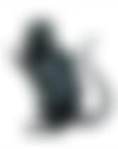 after Black rat (preview)