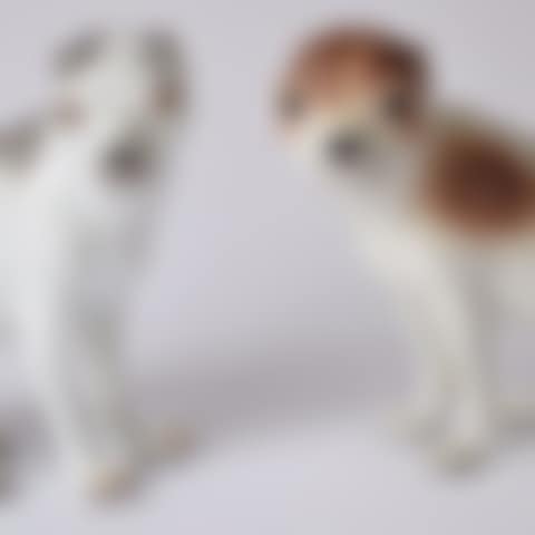 DOGS (preview)