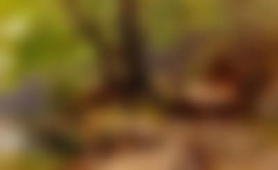 Ein Waldweg (preview)