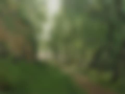 Olive trees in Liguria (preview)