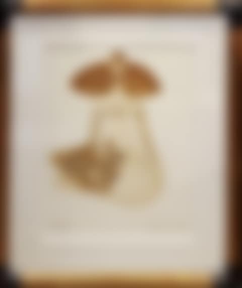 Tahitian, (preview)