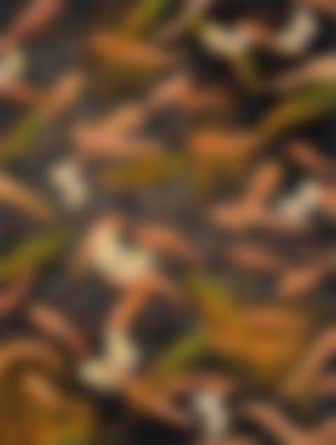 BUTTERFLIES (preview)
