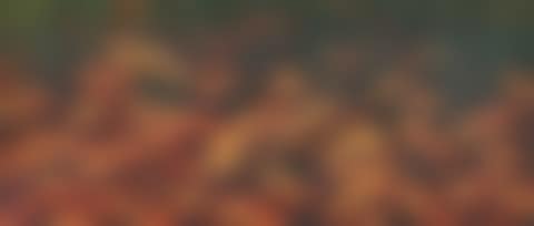 MARRI MALIRI GARKMAN (FROGS AT DUSK) (preview)