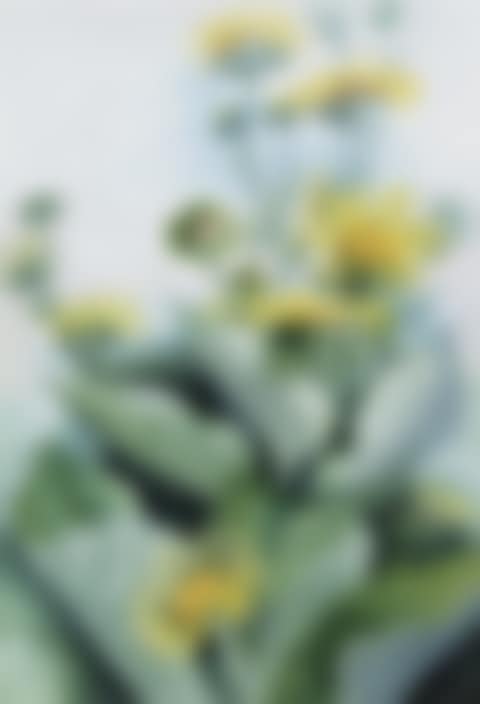 SUNFLOWER DAISY (WEDELIA ASPERRIMA) (preview)