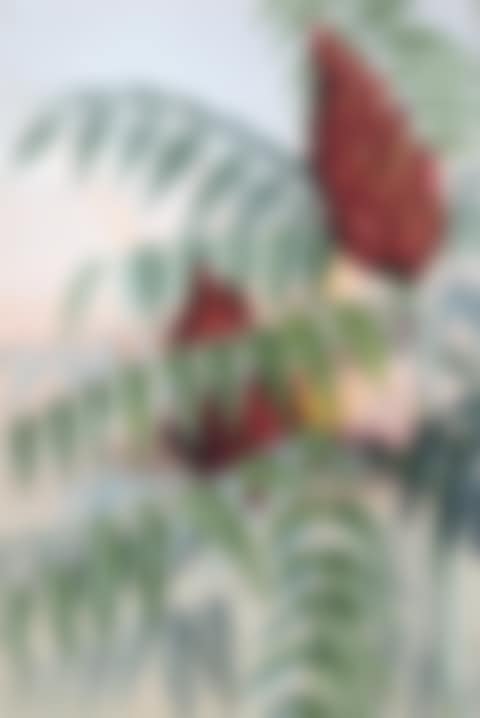 SMOOTH UPLAND SUMAC (RHÚS GLÀBRA) (preview)