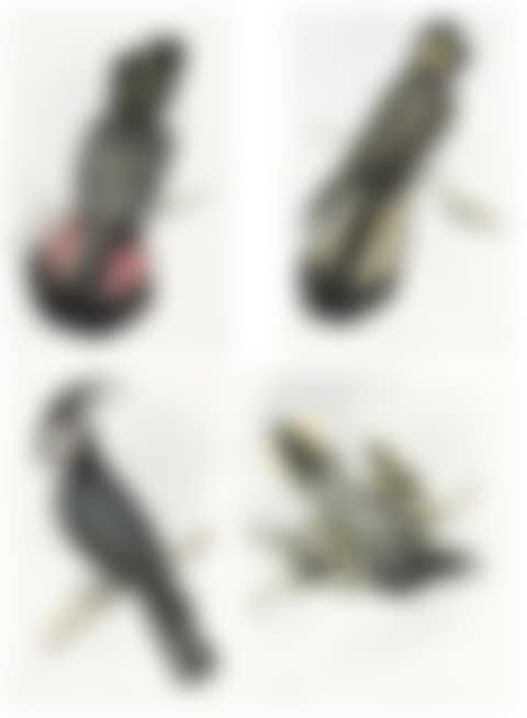 A RARE GROUP OF FOUR EARLY WATERCOLOURS OF AUSTRALIAN BIRDS; REGENT HONEYEATER, XANTHOMYZA PHRYGIA (preview)