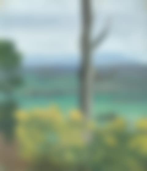 WATTLE AT SHERBROOKE (preview)