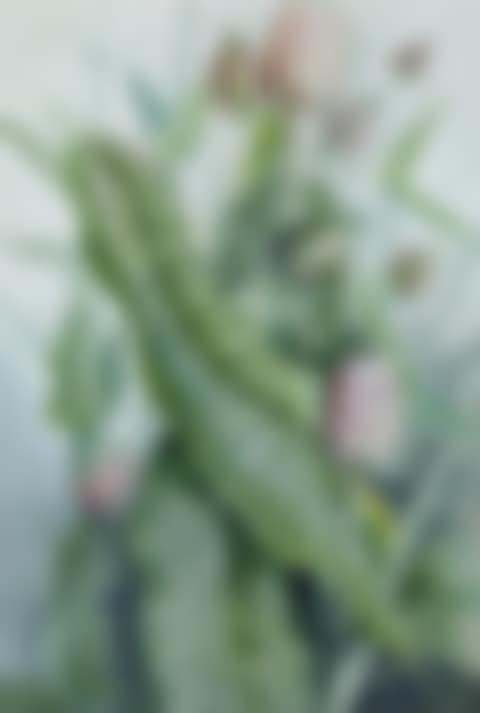 TEASEL (DIPSACUS FULLONUM) (preview)