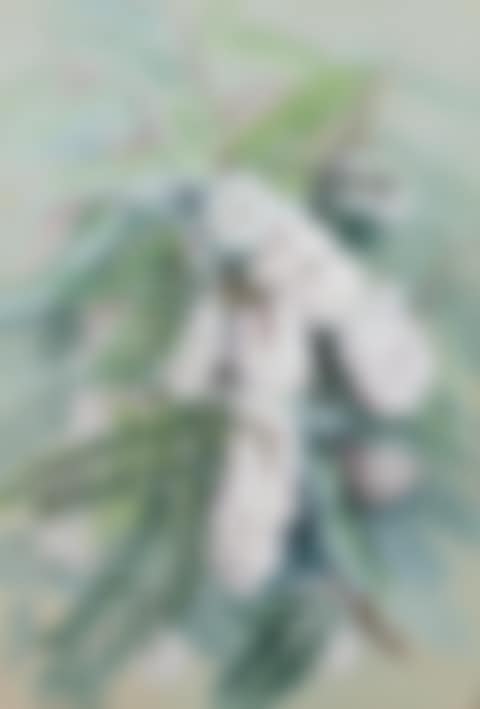 CLAMMY LOCUST (ROBINIA VISCÒSA) (preview)