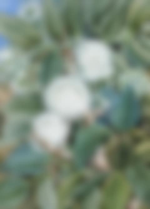 SYZYGIUM SP. (preview)