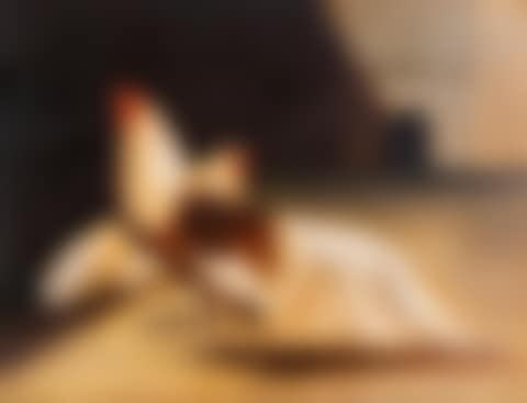 Double portrait of poultry (preview)