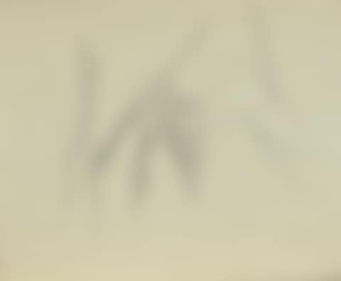 Vogel (preview)