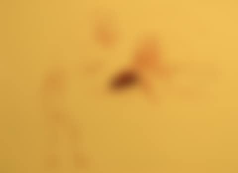 Untitled (Geysir, Nymphe und blutender Riesenhirsch) , from "Spur I" (preview)