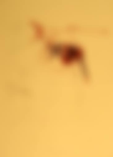 Untitled (Blutender Hirsch auf Schädel) , from "Spur I" (preview)