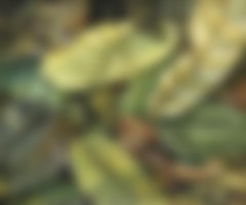 Leaves Series #18 (preview)