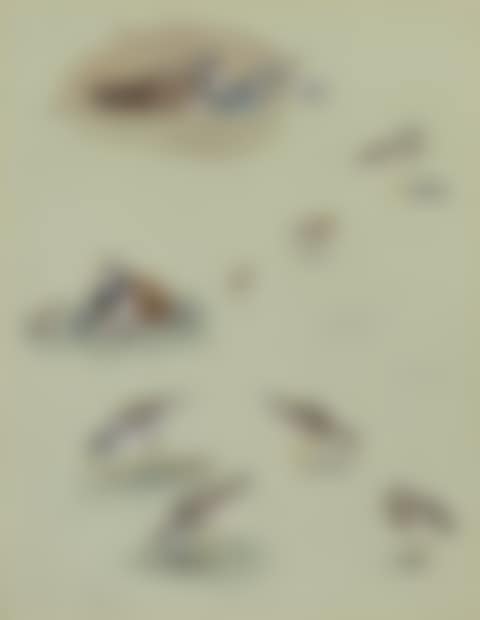 Study of Sandpipers, Cream-coloured Coursers and other birds (preview)