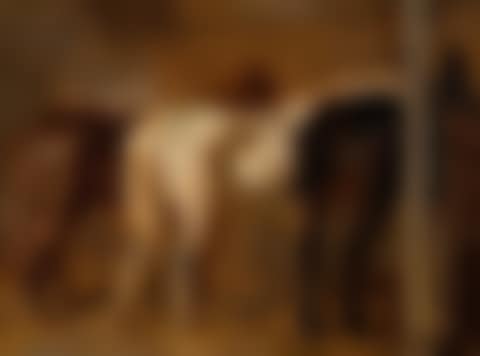 Horses in the stable (preview)