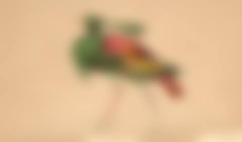 Oiseau de paradis (preview)