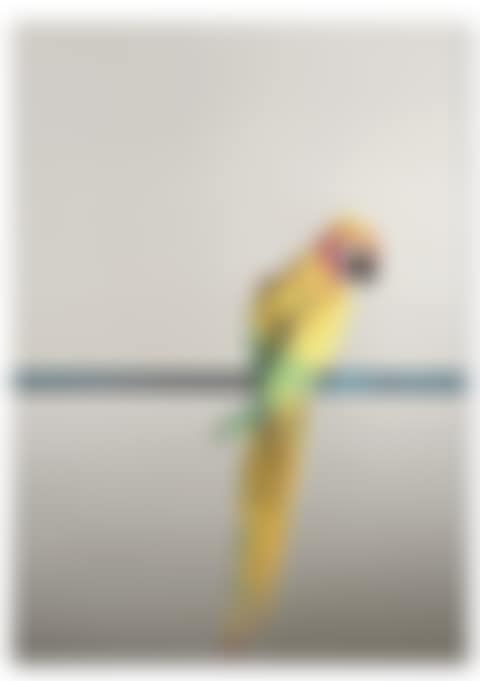 "Pappagallo" (preview)