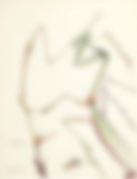 Identification of a mantis with a thistle (preview)