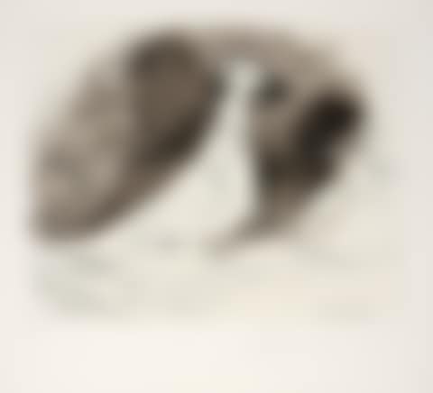 Pigeons (preview)