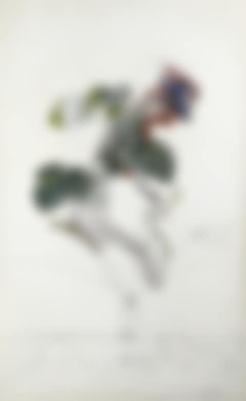 FRAMBOISIER, Pl. 11 From Flordali - Les Fruits (preview)