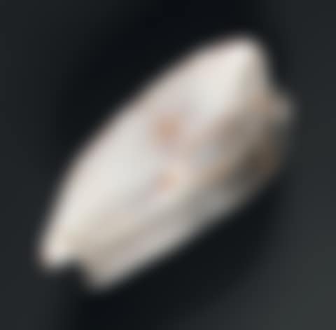 Rare “Cypraea Pantherinon” type shell (preview)