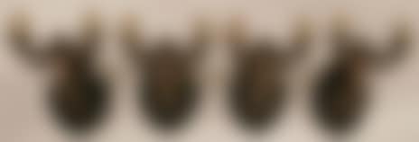 4 pieces (preview)