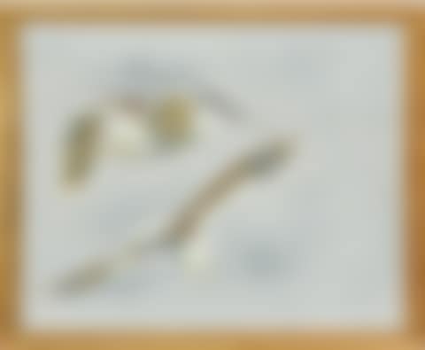 Flying seagulls (preview)