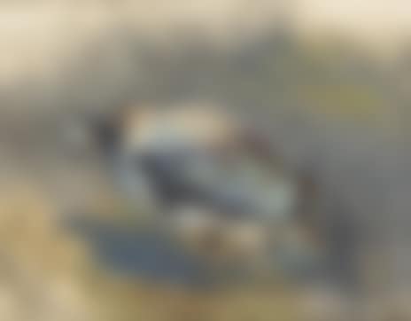 Study of a crow (preview)