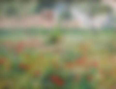 Blooming poppies - motif from Capri (preview)