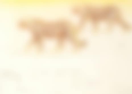 "Peter"s cheetahs" (preview)