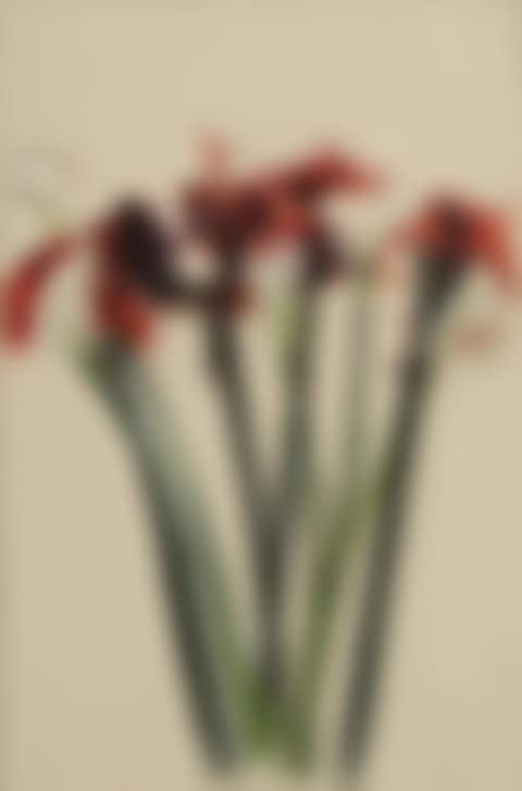 AMARYLLIS-CALLA LILY I (preview)