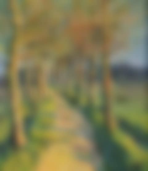 Country road between the trees (preview)