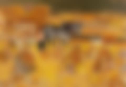 Les moissons (preview)