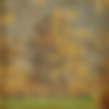 Tree in landscape (preview)