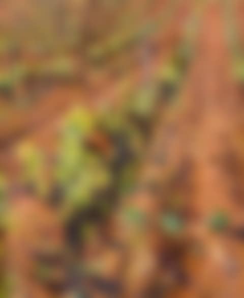 Vignes dans le lot (preview)