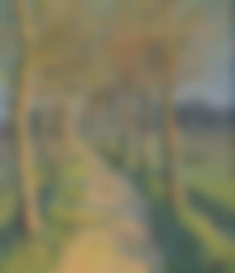 Country road between the trees (preview)