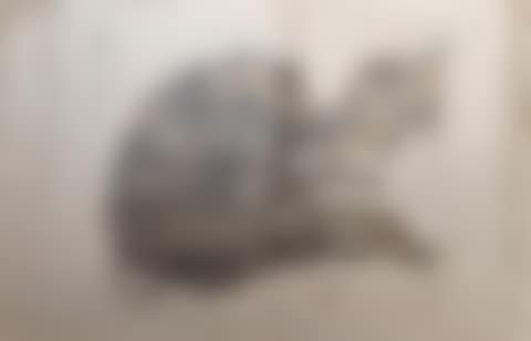 "Lamme toy or toy" (preview)
