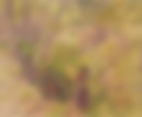 Path through a wood (preview)